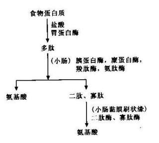 骆驼奶粉