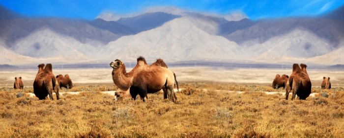 2骆驼.jpg