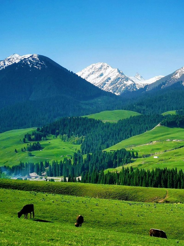 喀拉峻大草原.jpg 喀拉峻大草原.jpg