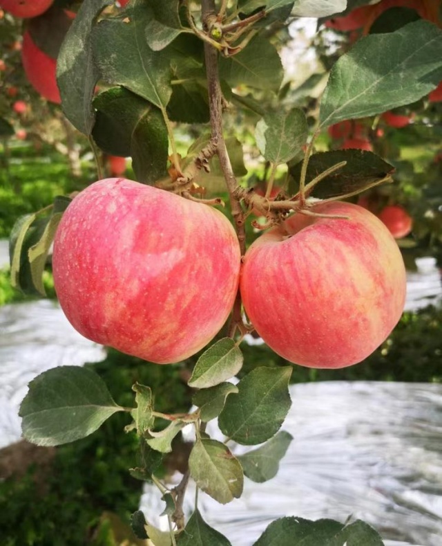 阿克苏苹果.jpg 阿克苏苹果.jpg