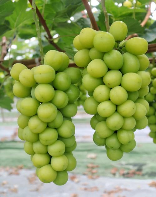 吐鲁番葡萄.jpg 吐鲁番葡萄.jpg