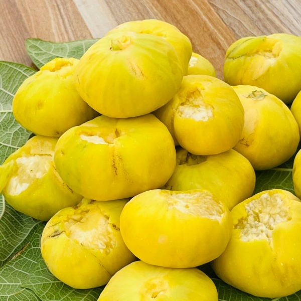 无花果.jpg 无花果.jpg