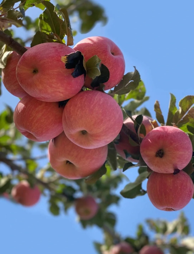 阿克苏苹果.jpg